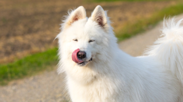 Laika dans les champs