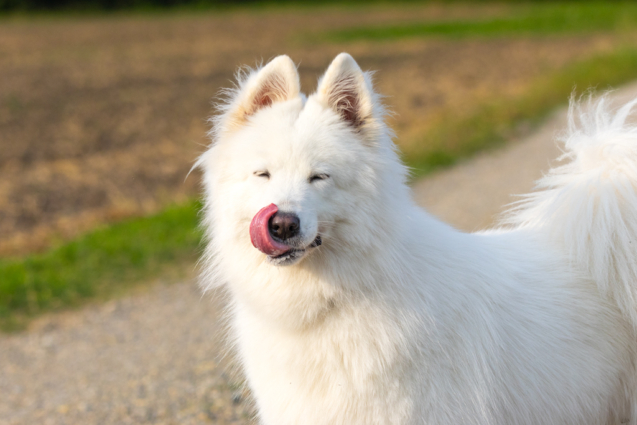 Laika dans les champs