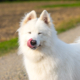 Laika dans les champs
