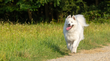 Laika dans les champs