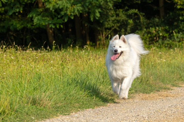 Laika dans les champs