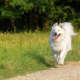 Laika dans les champs