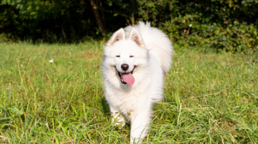 Laika dans les champs