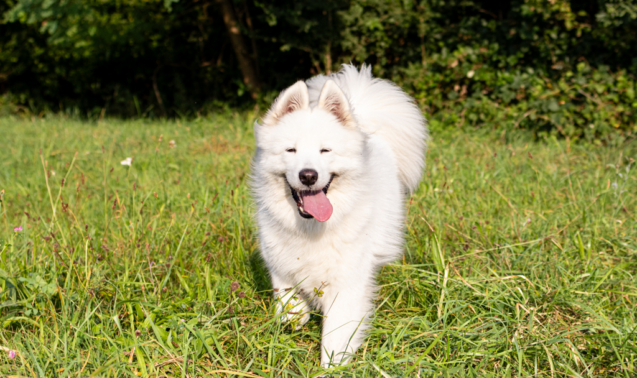 Laika dans les champs