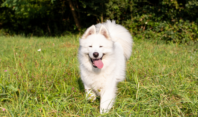 Laika dans les champs